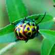Colorful Bug